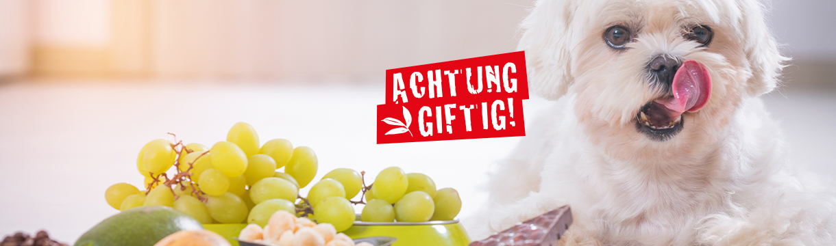 Achtung giftig für Hund und Katze