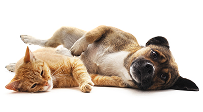 Ursachen von Durchfall bei Hund und Katze
