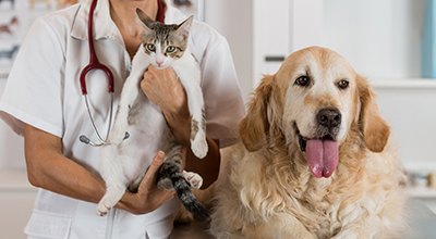 Behandlung von Durchfall bei Hund und Katze