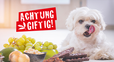 Giftig für Hunde und Katzen