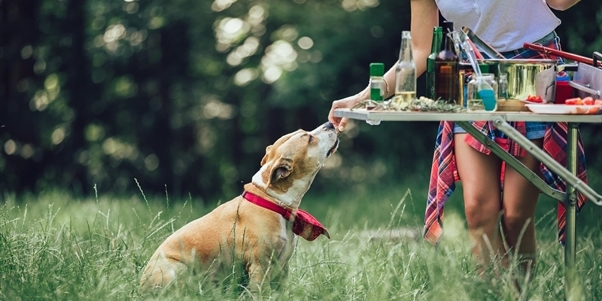 Grillen mit Hund